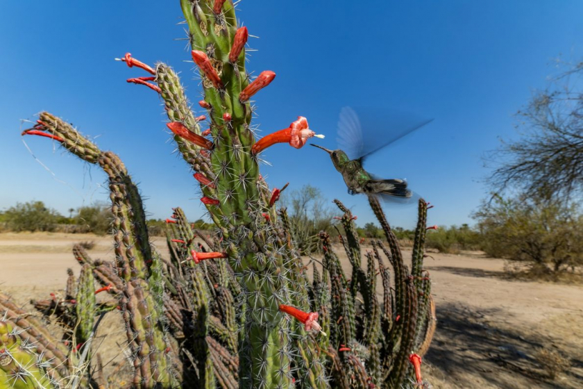 Hình ảnh một con chim ruồi hút mật từ một bông hoa xương rồng gần Hermosillo, Mexico. Đây là loài chim có ý nghĩa đặc biệt trong thần thoại của người Aztec, là hiện thân của thần mặt trời. Ảnh: Christian Ziegle