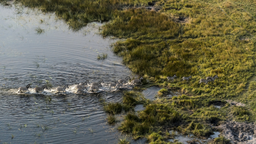 Đàn ngựa vằn lội qua vùng nước của đồng bằng Okavango ở đập tràn Selinda, một con kênh thu hút nhiều động vật hoang dã ở phía bắc Botswana