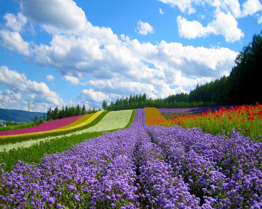 Mùa Xuân ở Đà Lạt đặc trưng sẽ là sắc hoa rực rỡ phủ mọi nẻo đường