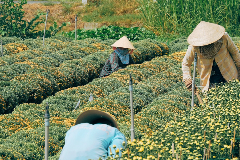 Dừng chân ở miền Tây những ngày cận Tết, đừng chỉ lênh đênh sông nước ở những chợ nổi trên sông mà hãy ghé vào những làng hoa để tham quan, chụp ảnh