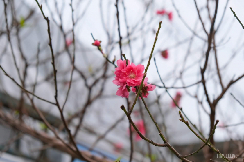Những bông hoa đào Nhật Tân nở rộ khoe sắc thắm