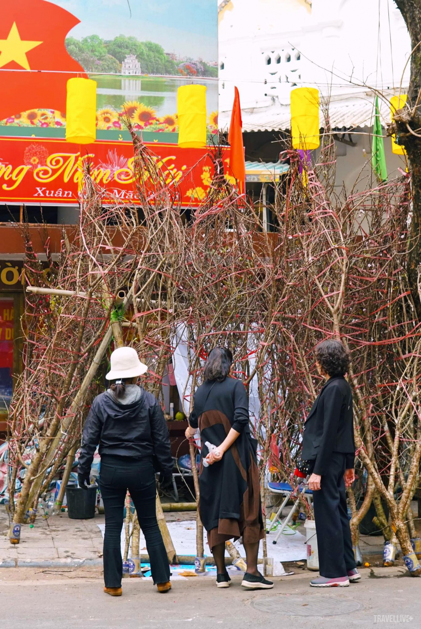 Những cây đào phai Sapa cũng được xuất hiện trên phố phường Hà Nội