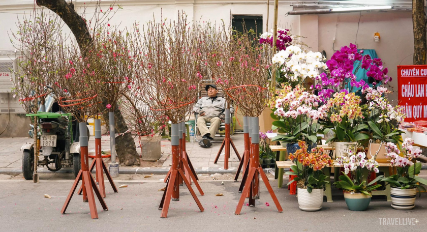 Những ngày này, hoa đào đã có mặt trên nhiều con phố ở Hà Nội từ nhỏ đến lớn tương ứng với mức giá từ bình dân đến cao cấp