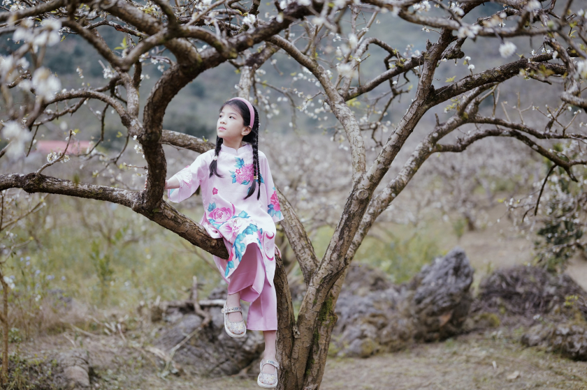Đến Mộc Châu dịp đầu năm, du khách sẽ được chiêm ngưỡng khung cảnh hoa mận nở trái mùa trắng xóa cả một vùng trời
