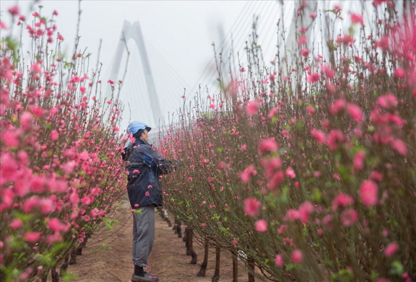 Đến vườn đào Nhật Tân, bạn sẽ được chìm đắm trong không gian mênh mông của những bông hoa đào khoe sắc rực rỡ