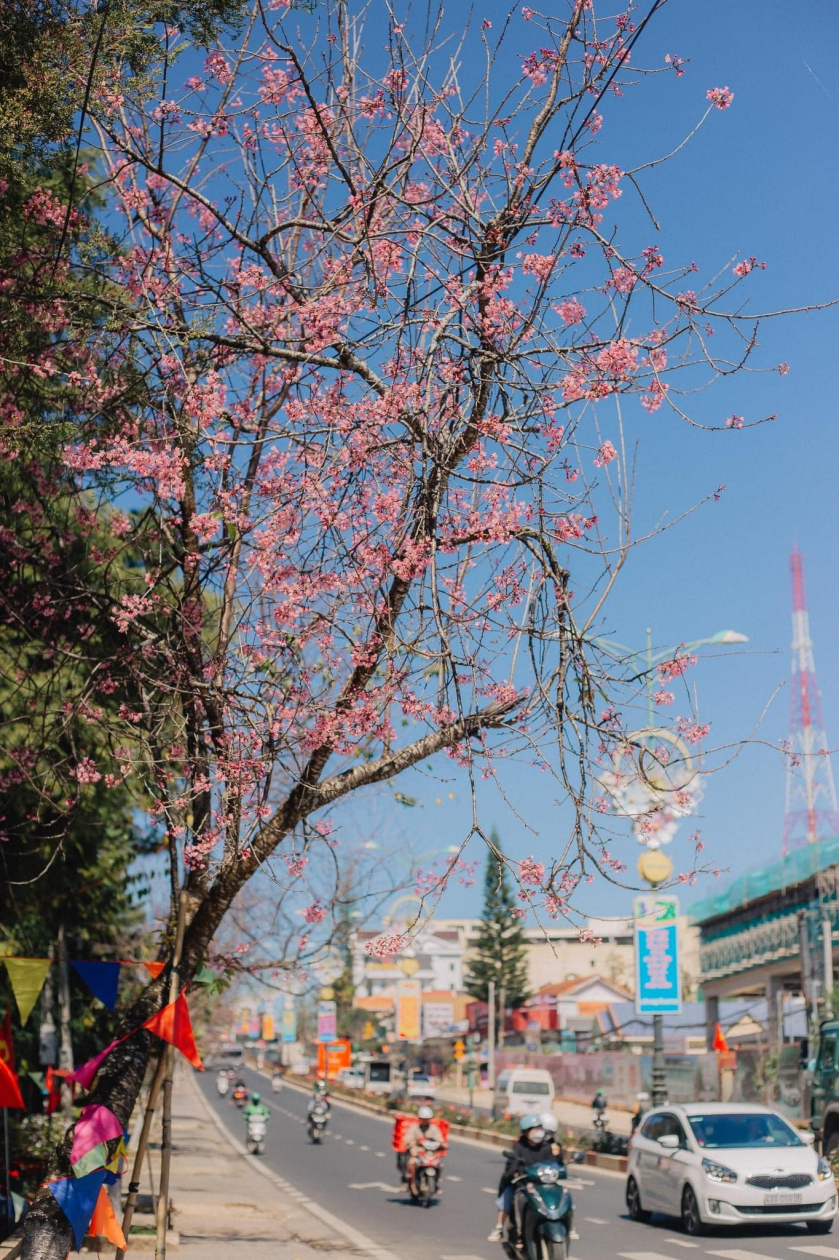 Hoa mai anh đào có mặt trên nhiều tuyến phố, vỉa hè ở Đà Lạt