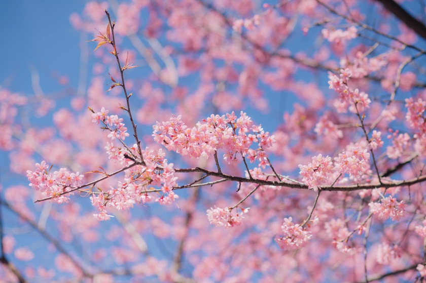 Hoa mai anh đào Đà Lạt mang ý nghĩa về một loài hoa của mùa Xuân. Và còn biểu tượng cho sự khiêm nhường, nhẫn nhịn với sức sống vô cùng mãnh liệt