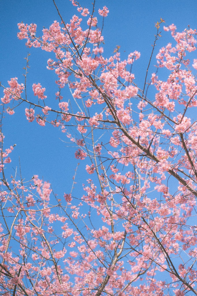 Mai anh đào là một trong những loài hoa tượng trưng cho mùa Xuân