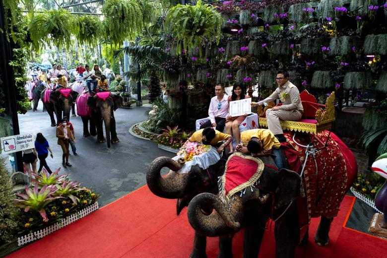Một cặp đôi nhận giấy đăng ký kết hôn trên lưng voi vào ngày Valentine tại vườn nhiệt đới Nong Nooch ở Chonburi, Thái Lan