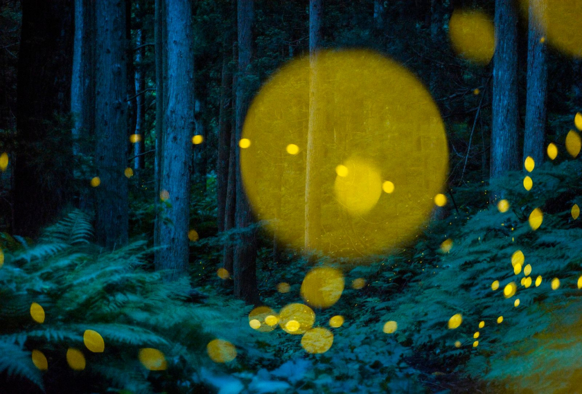 Những con đom đóm trong rừng Nhật Bản vào một đêm mùa hè trông giống như ánh sáng Giáng sinh