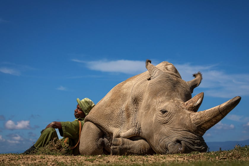  Najin 33 một trong hai con tê giác trắng phương Bắc cuối cùng còn sót lại trên thế giới đang nghỉ ngơi dưới ánh nắng chiều gay gắt cùng với người bạn và cũng là người chăm sóc Zachary Mutai tại Khu bảo tồn Ol Pejeta.