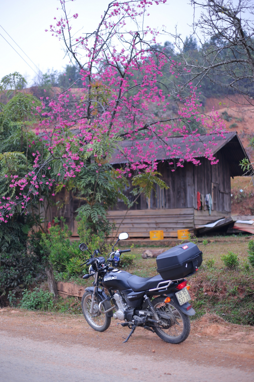 Mai anh đào có ở khắp nơi trên con đường từ Sầm Nưa đi Luang Prabang