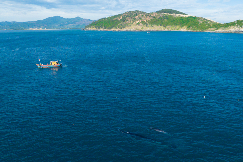 Lênh đênh trên biển 4 ngày mới chụp được ảnh cá voi.