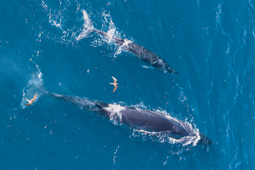 Hình ảnh 2 mẹ con cá voi đang săn mồi.