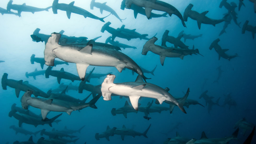 Đàn cá mập đầu búa ở Galapagos.