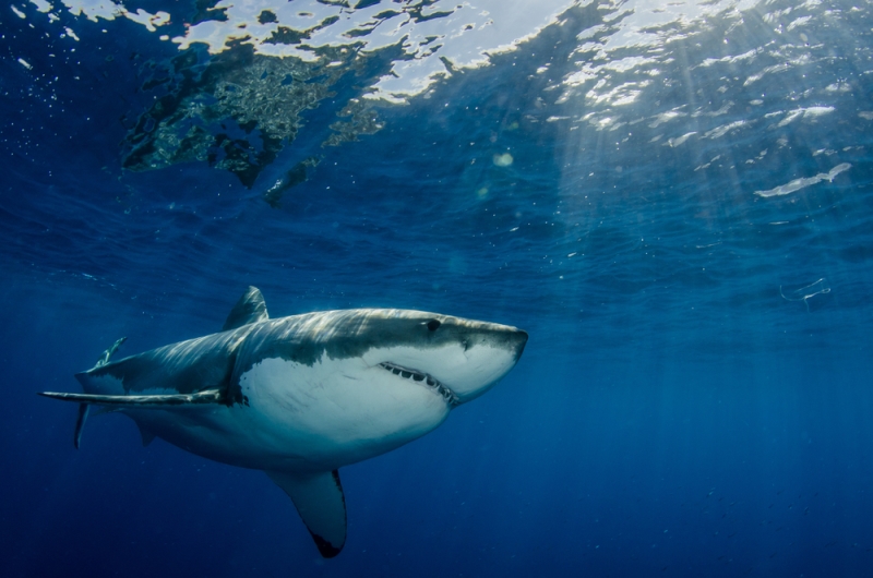 Ngắm cá mập trắng khổng lồ ở Mexico.