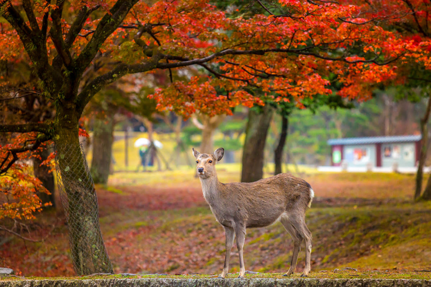 Mùa thu ở cố đô Nara, Nhật Bản.