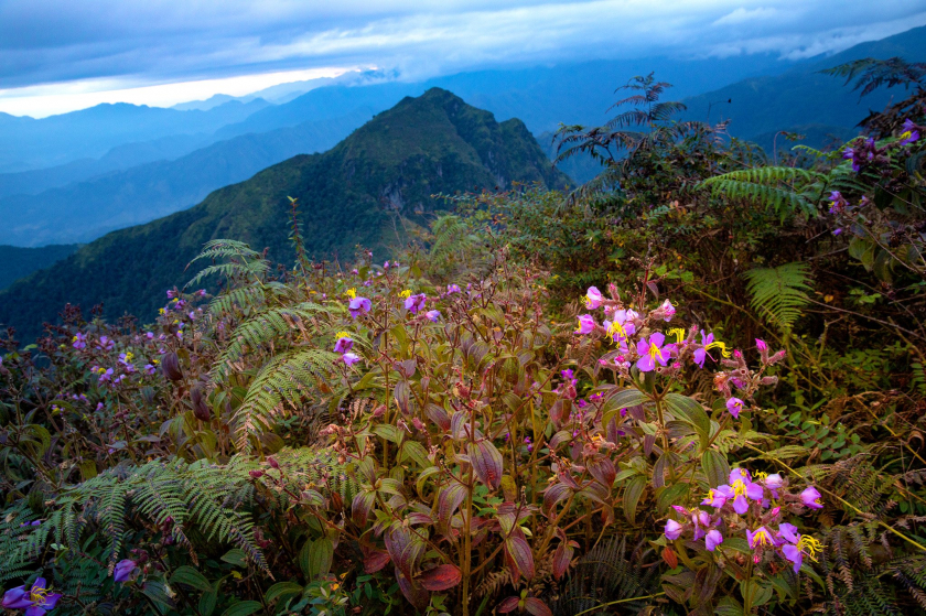 Những bông hoa dại màu tím mọc trên núi.