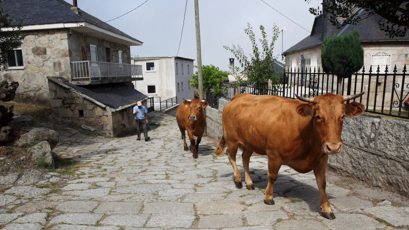 Người nông dân chăn bò trên đường làng.