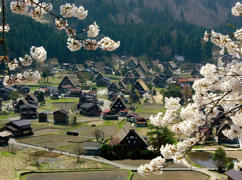 Mùa xuân, Shirakawago rực sắc hoa mai anh đào. Ảnh: Internet