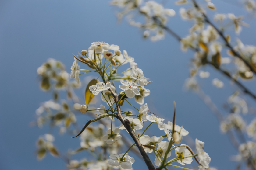 Hoa lê màu trắng muốt, 5 cánh, nở thành chùm tủa ra từ thân cây. Nhìn xa sẽ khó phân biệt hoa lê và hoa mận vì có màu sắc giống nhau.
