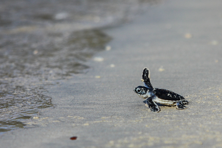 Môi trường sống ngày càng khắc nghiệt là nguyên nhân chính đe dọa sự sống của loài rùa biển