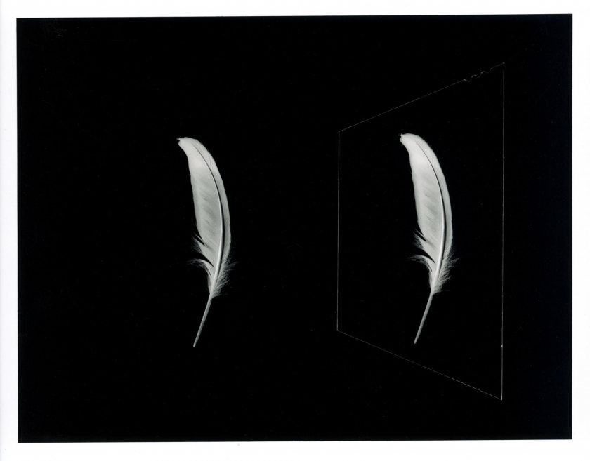Tác phẩm “Feather” thuộc series Object/Image(1979)