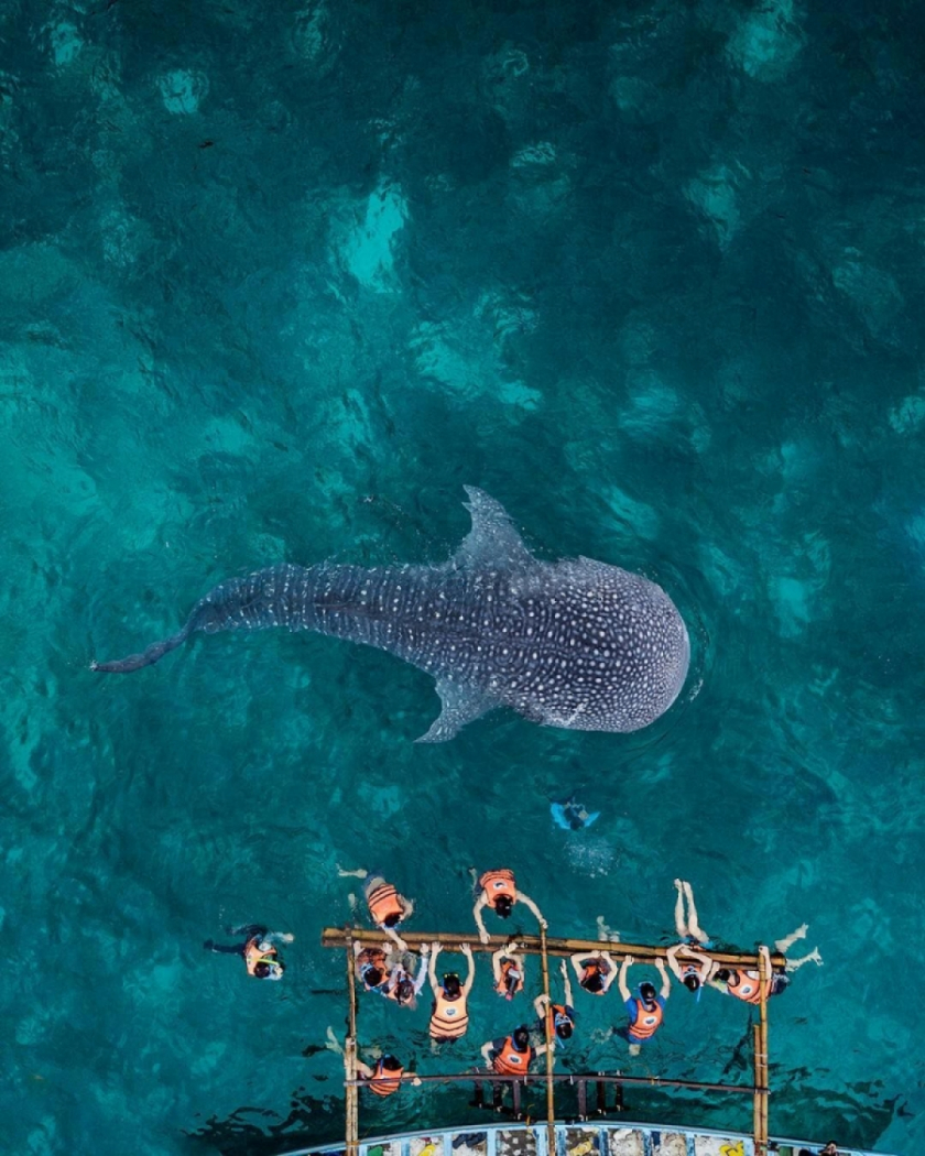 Oslob đã trở thành một địa điểm thu hút khách du lịch bật nhất Philipines nhờ những chú cá mập voi