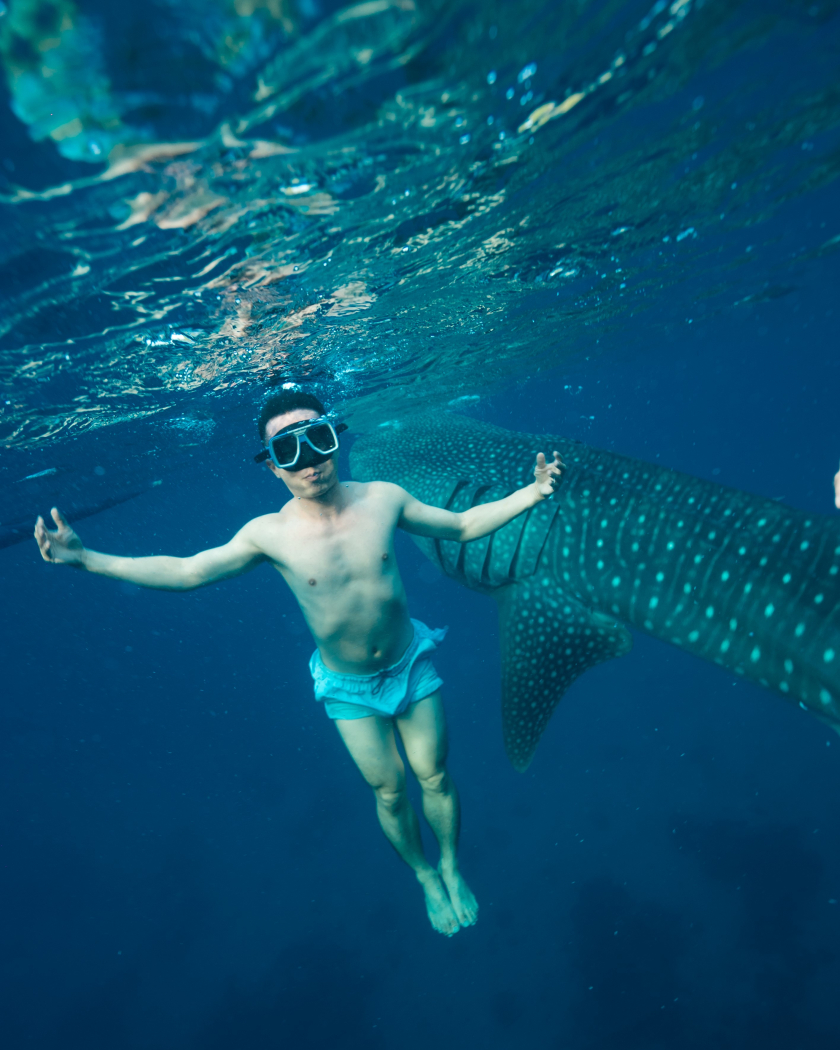Nhiếp ảnh gia Tâm Bùi bơi cùng cá mập voi