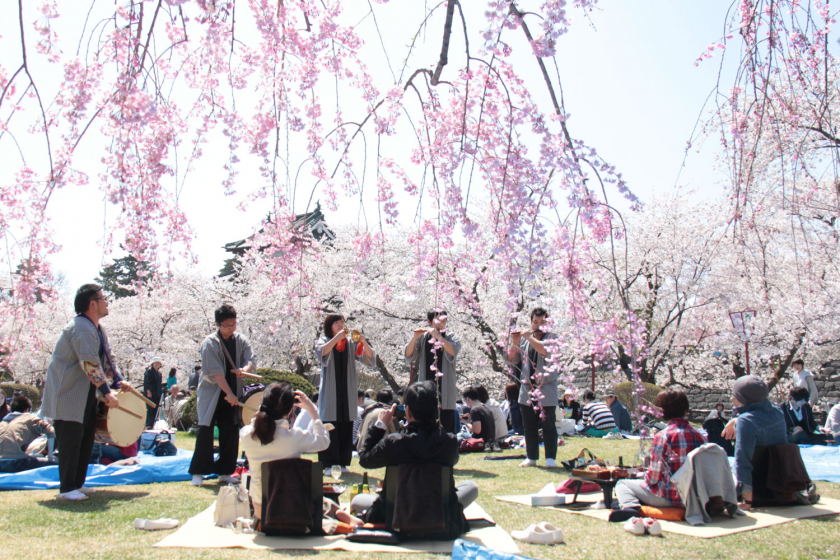 Khi hoa anh đào bắt đầu nở rộ, người Nhật lại háo hức đón chờ lễ hội hoa anh đào Hanami 