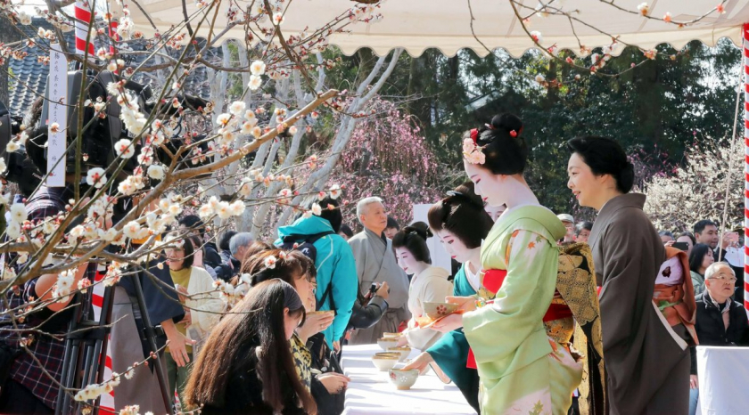 Lễ hội trà Obuchi Sasaba diễn ra vào tháng 5 hàng năm thu hút khoảng 3.500 khách tham quan