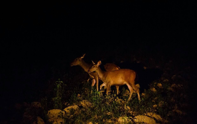 Nếu có dự định nghỉ qua đêm tại Vườn Quốc gia thì bạn đừng bỏ qua cơ hội trải nghiệm ngắm các loài thú hoang dã săn mồi vào ban đêm