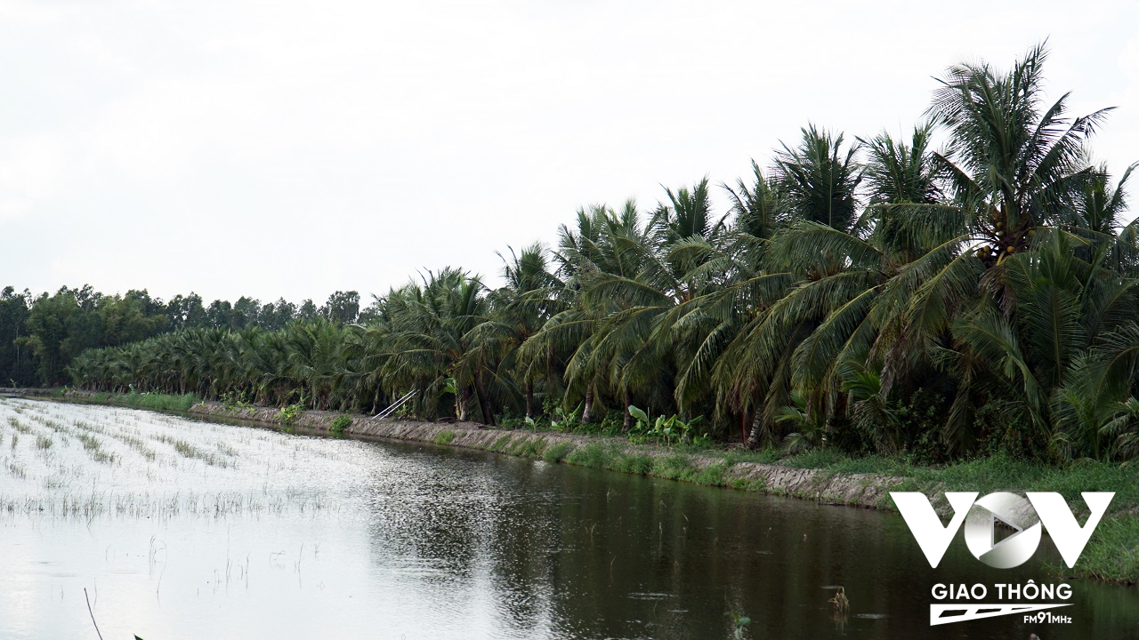 Chuối, xoài, dừa, lúa là các cây trồng chủ lực ở vùng đệm U Minh Thượng (Ảnh: Hoài Chung)