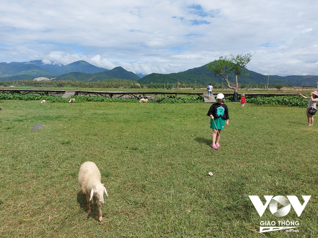 Từng nhóm khách nhỏ đến tham quan tại đồng cừu Suối Tiên, TP. Cam Ranh, tỉnh Khánh Hòa (Ảnh: Hải Hà/VOVGT)