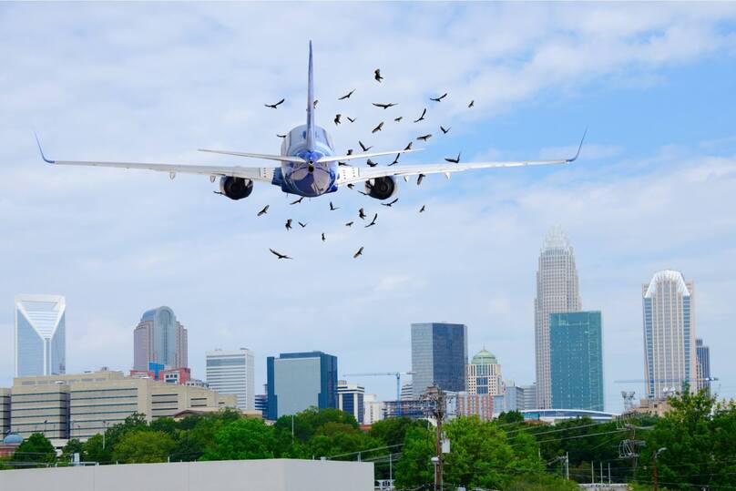 Theo các chuyên gia, những con chim đang bay trên trời thực sự là mối đe dọa không nhỏ đối với hoạt động bay - Ảnh Mike Focus