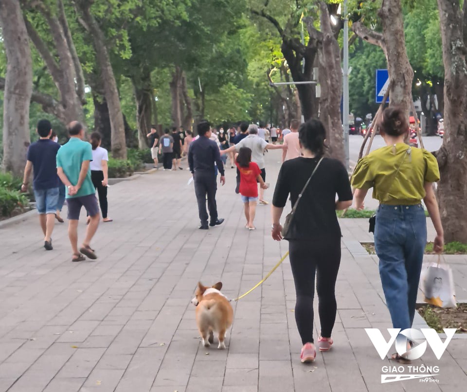Nhiều bạn trẻ vẫn vô tư dắt chó đi dạo tại khu vực Hồ Gươm mà không có rọ mõm.