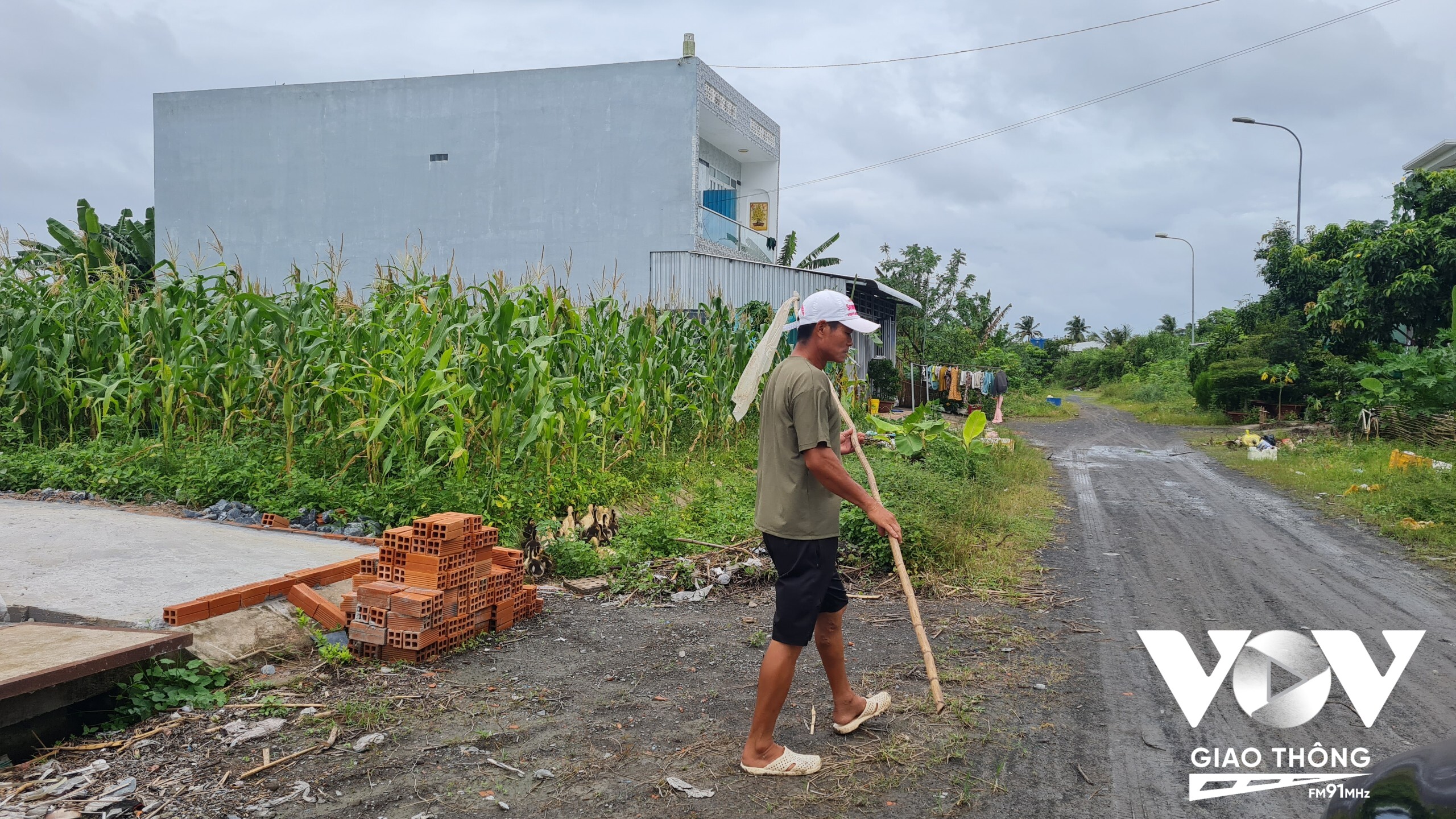 Người dân tranh thủ trồng bắp, nuôi vịt trên diện tích đất trống của khu TĐC Hưng Phú 1