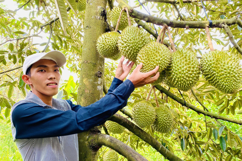Người nông dân phấn khởi vì trái sầu riêng đã được tiêu thụ (ảnh: nongnghiep.vn)