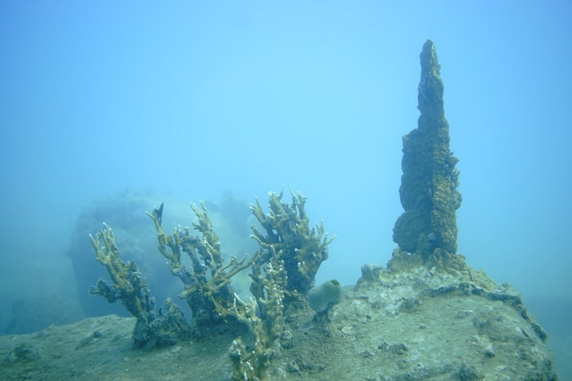 Nhiều vùng san hô tại khu bảo tồn Hòn Mun bị xóa trắng - Ảnh Thanh Niên