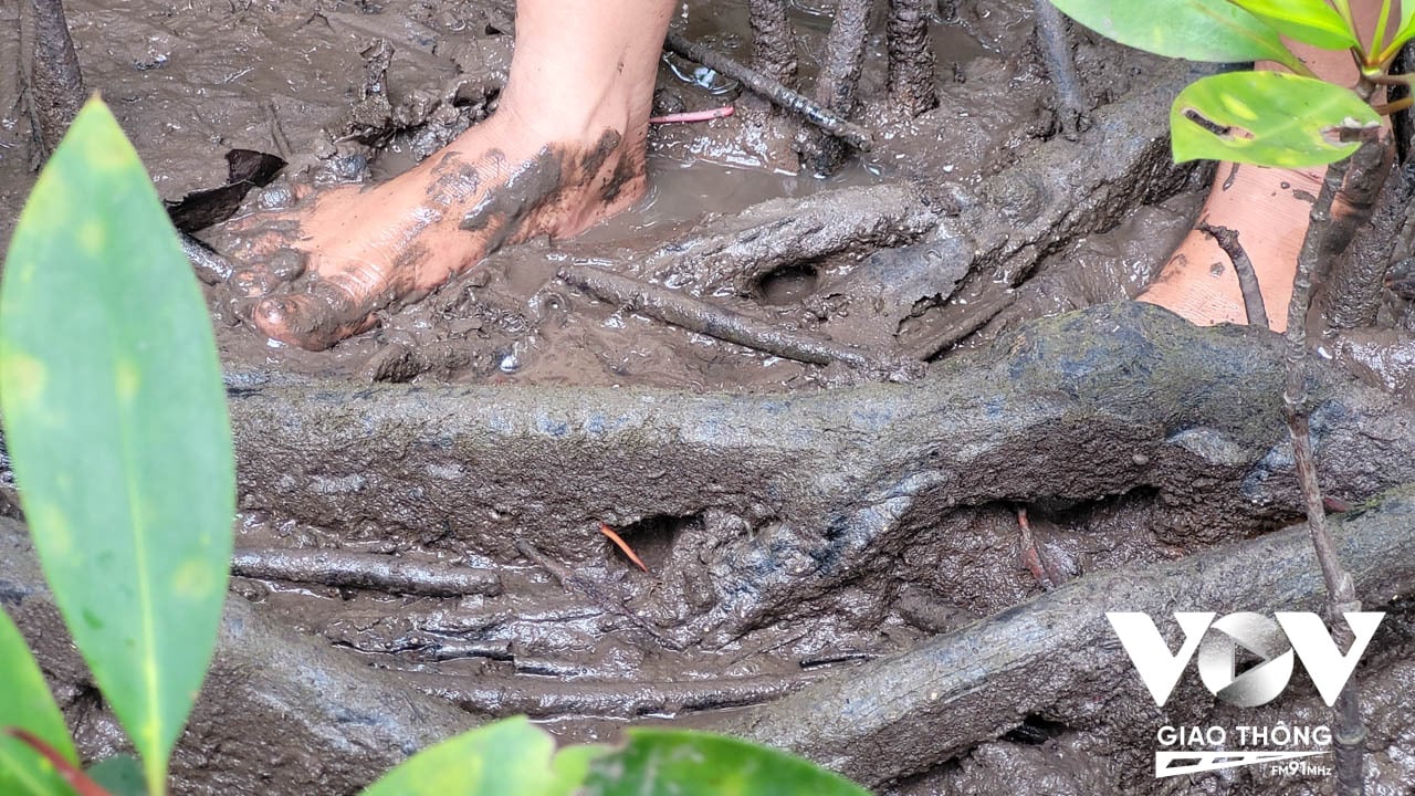 Đôi chân bặm sâu dưới lớp bùn