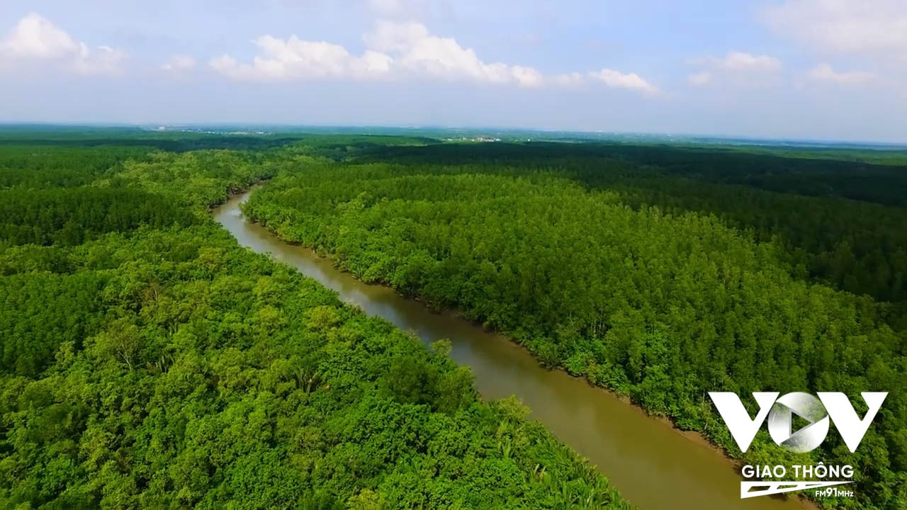 Diện tích rừng Cần Giờ liên tục gia tăng hơn 2.000ha trong hơn 20 năm qua