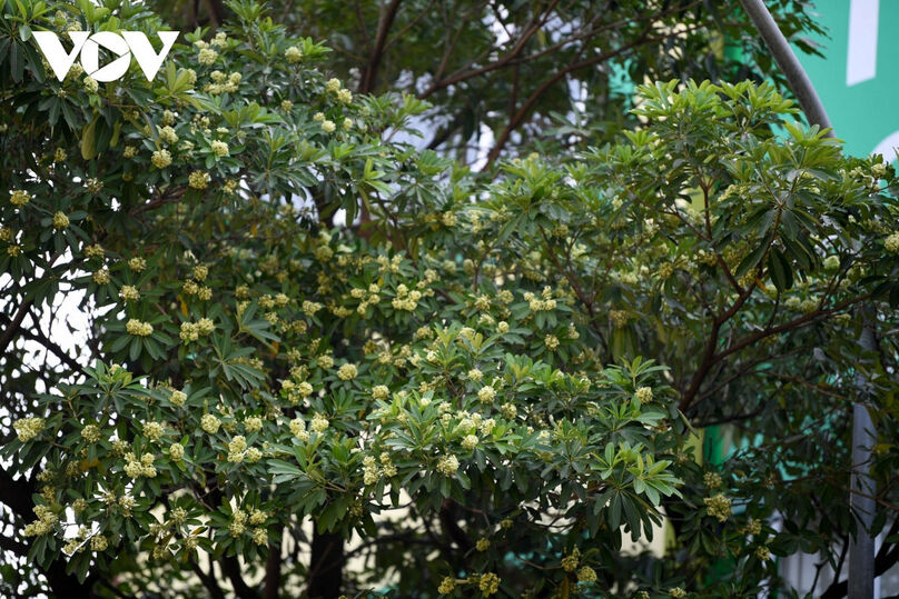 Mật độ dày đặc, khi nở rộ hàng cây hoa sữa trên đường Nguyễn Chí Thanh (Quận Đống Đa, TP. Hà Nội) tỏa ra mùi hương nồng nặc, gây khó chịu cho người dân