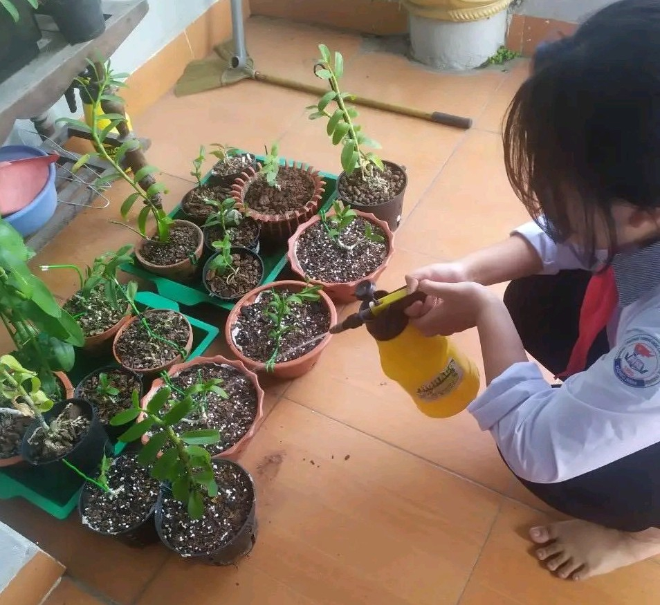 Học sinh trường Dục Tú chăm sóc cây xanh