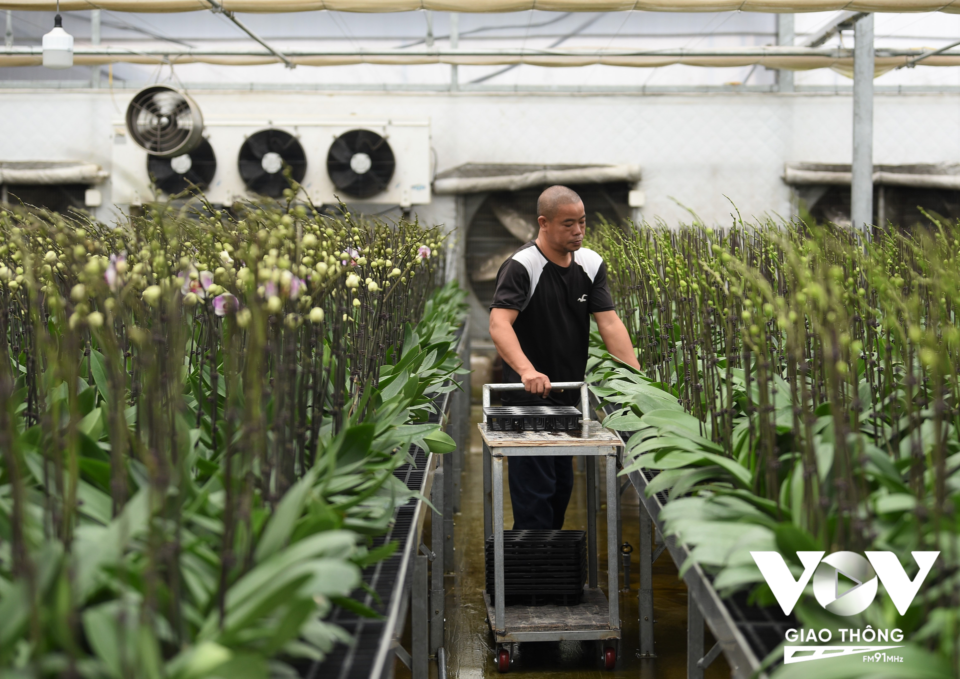 Nhiều người dân trên địa bàn huyện Mê Linh đã mạnh dạn đầu tư những nhà vườn trồng hoa hồng lớn và quy mô, thể hiện sự chuyên nghiệp, liên kết các hộ dân của huyện cùng làm nghề trồng hoa, cùng chung tay tạo nên thương hiệu nhà vườn nổi tiếng.
