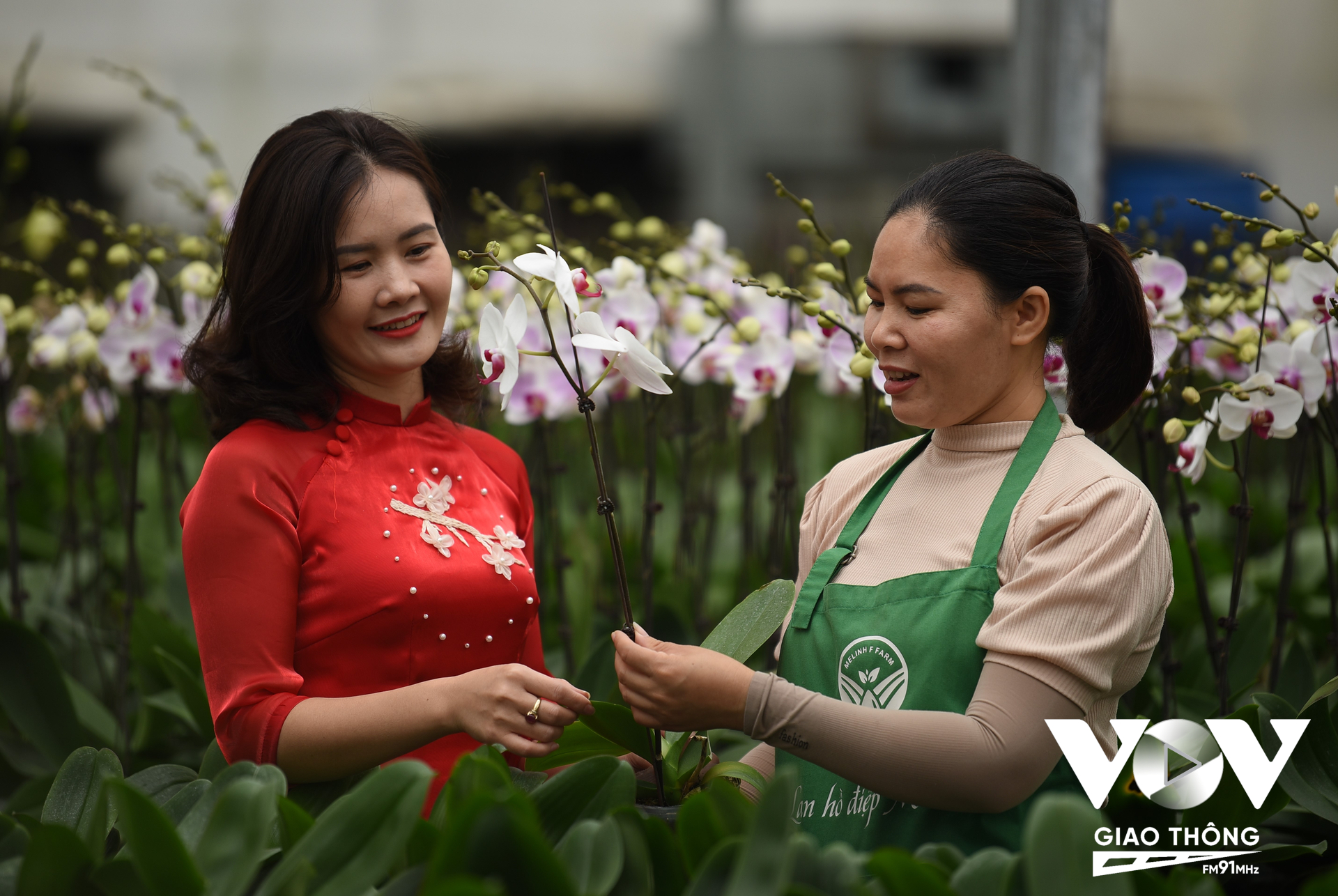 Du khách nhiều nơi cũng tìm đến Mê Linh để ngắm và lựa chọn bông hoa đẹp.