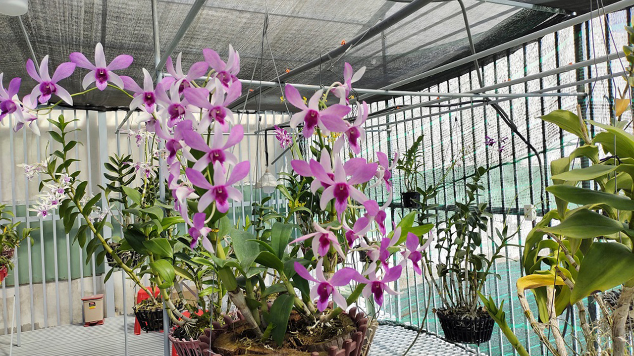 Vẻ đẹp của hoa lan tại HTX Nông nghiệp công nghệ Phước Điền - Ảnh nongnghiephuucovn