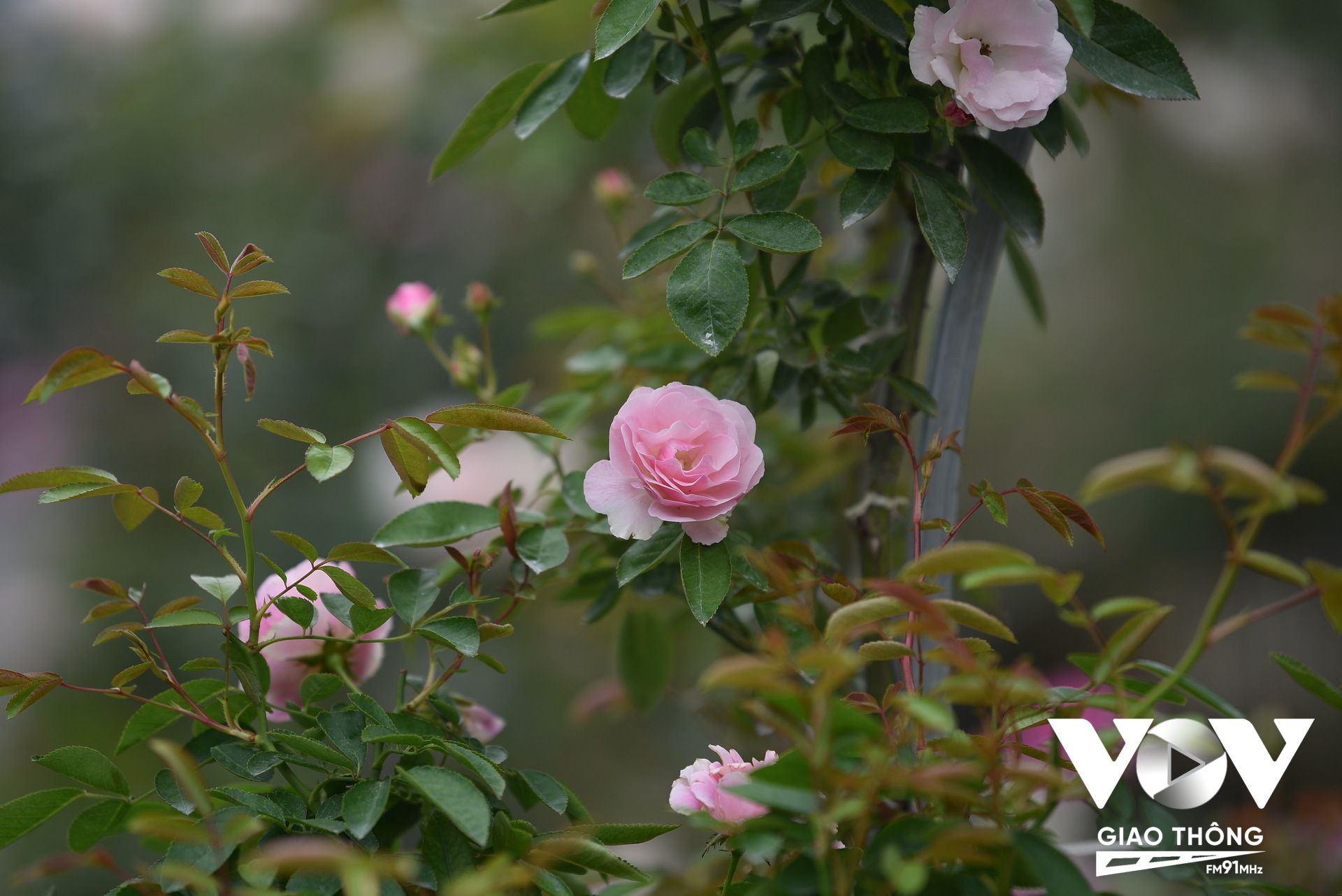 Đây cũng là lần đầu tiên huyện Mê Linh tổ chức Chương trình Lễ hội hoa nhằm trưng bày, giới thiệu các loại hoa, sản phẩm từ hoa, cây cảnh, nghệ thuật sắp đặt, trang trí hoa, cây cảnh của các nghệ nhân trồng hoa huyện Mê Linh tới các đại biểu, Nhân dân và du khách thập phương.