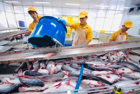 Chế biến cá tra xuất khẩu tại ĐBSCL .Ảnh: Người lao động