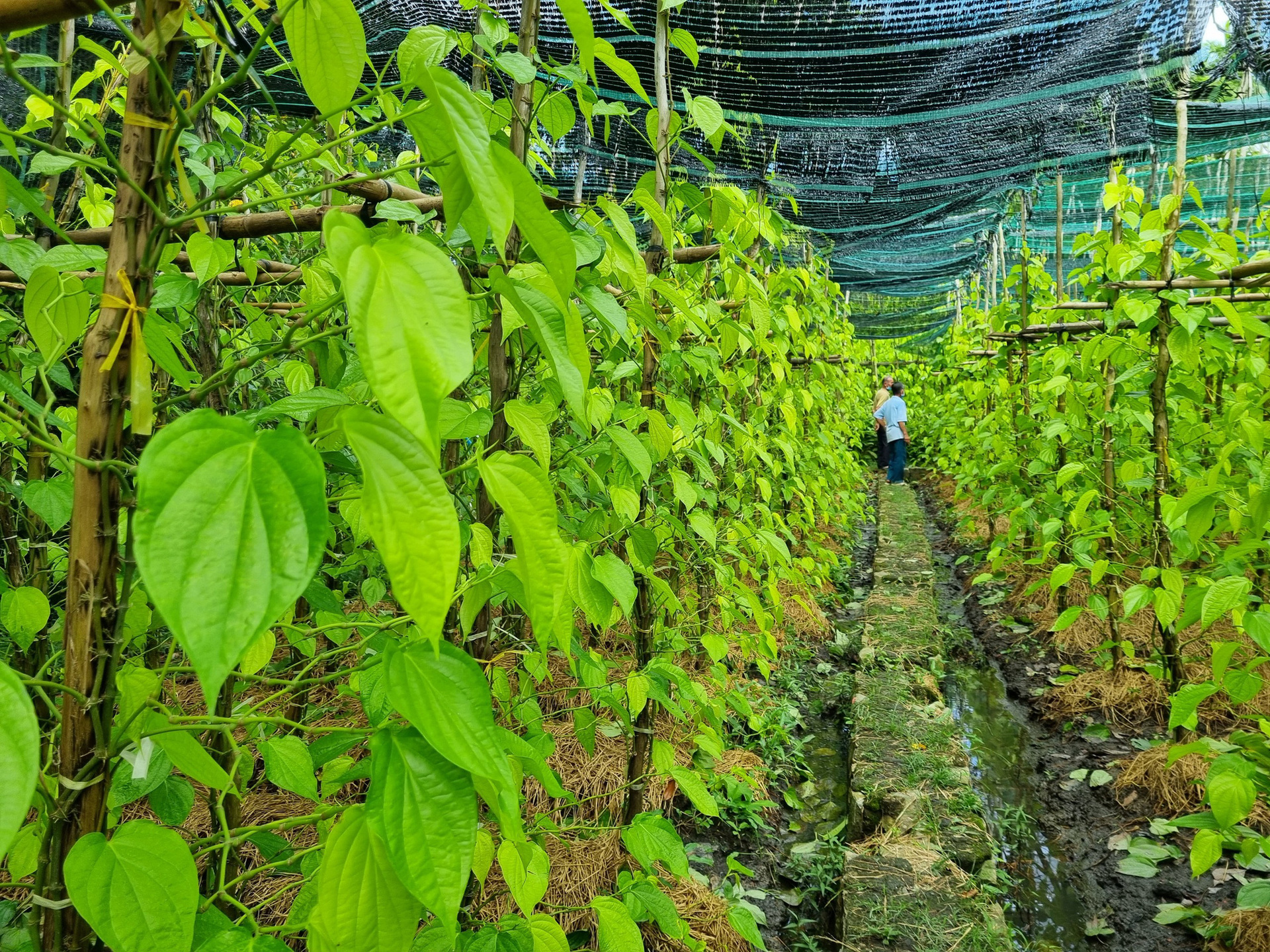 Những nọc trầu xanh mướt đã có mặt ở ấp 5, xã Vị Thuỷ, huyện Vị Thuỷ, tỉnh Hậu Giang hơn 60 năm qua. Ảnh: Dân Việt