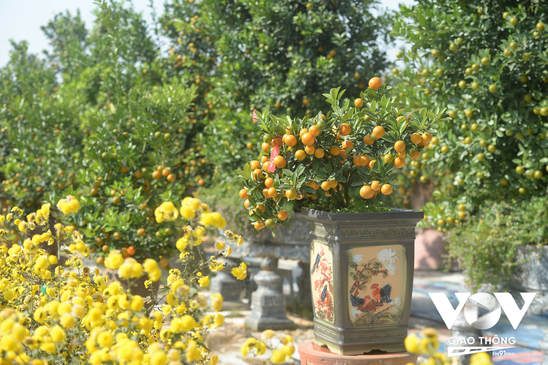 Anh Đỗ Trọng Hùng, ở phố Hồng Hà, Hà Nội cho biết, cứ vào khoảng cuối tháng 11 âm lịch hàng năm anh lại tới tới làng quất Tứ Liên để lựa chọn cây về trưng tết. Anh thường lựa chọn những cây quất bonsai dạng mini, có dáng, có thế để được trên bàn trà.